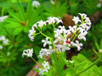 Woodruff Flower seeds for Planting - Compact Growth, Heirloom & GMO Free Seeds for Home Garden