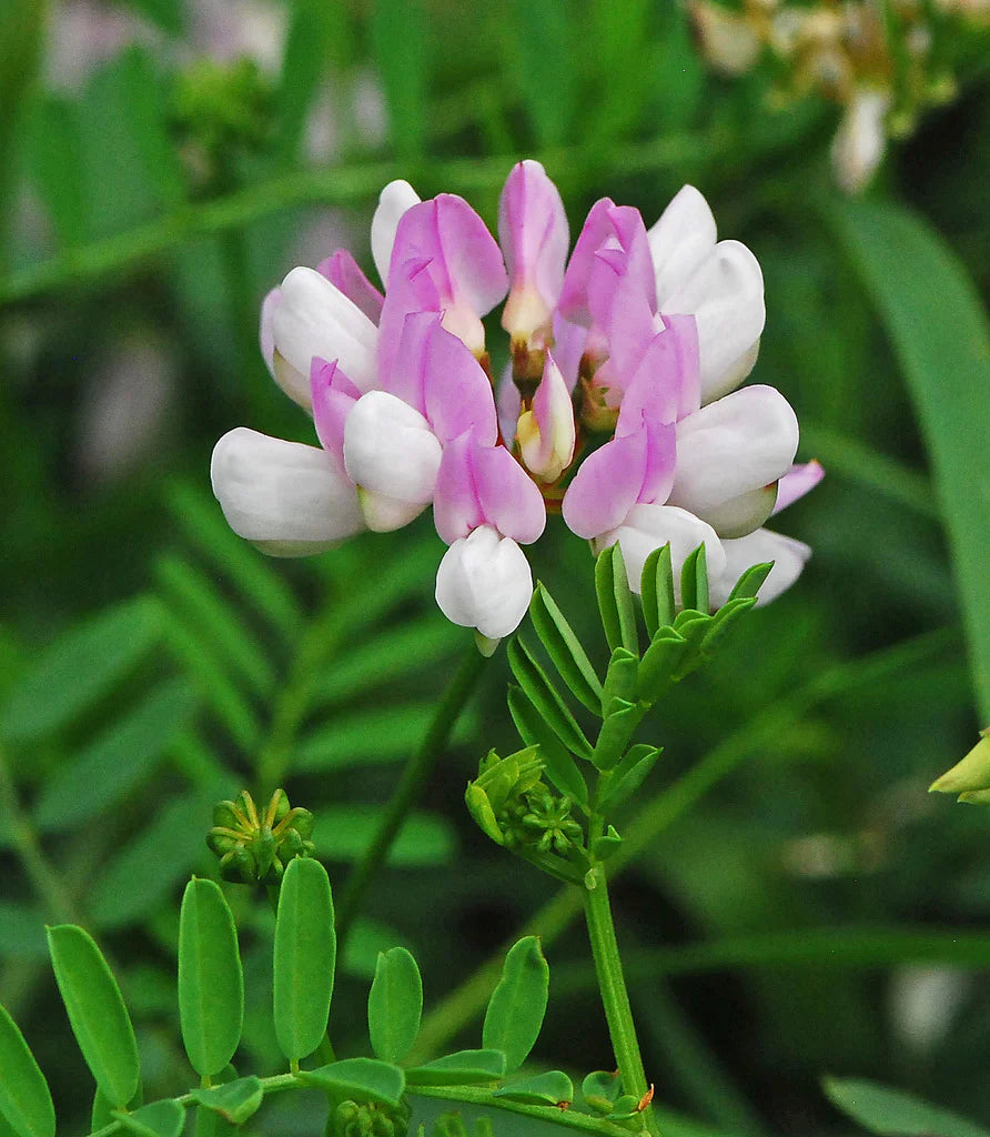 Pink Crownvetch Flower seeds for Planting - Cottage Garden Essential, Heirloom & GMO Free Seeds for Home Garden