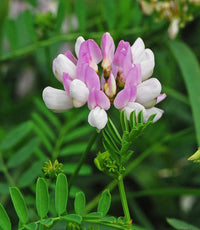 Pink Crownvetch Flower seeds for Planting - Cottage Garden Essential, Heirloom & GMO Free Seeds for Home Garden