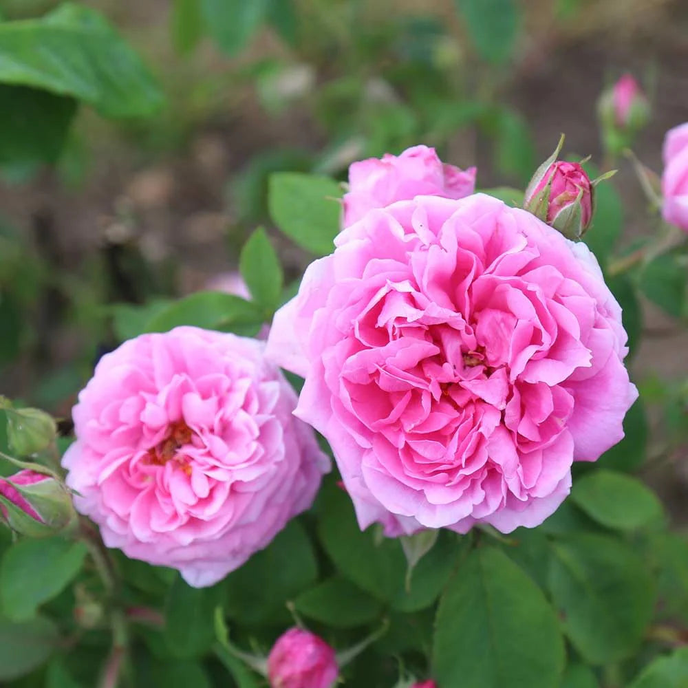Pink Damask Flower Seeds for Planting | Beautiful Annual Blooms