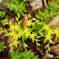Yellow Moss Stonecrop Flower seeds for Planting Seasonal Bloomer Heirloom & GMO Free Seeds for Home Garden 
 
 Sale