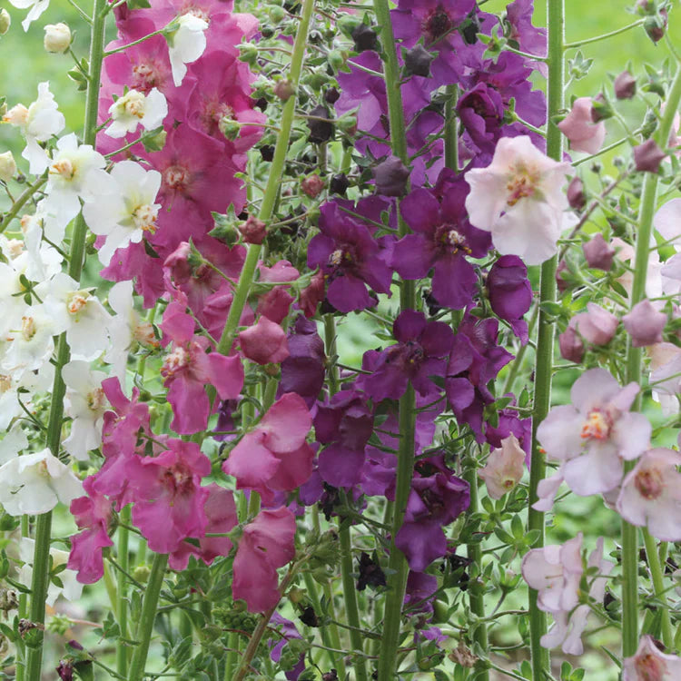 Oxtail Verbascum Flower seeds for Planting Premium Quality Heirloom & GMO Free Seeds for Home Garden