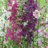 Oxtail Verbascum Flower seeds for Planting Premium Quality Heirloom & GMO Free Seeds for Home Garden