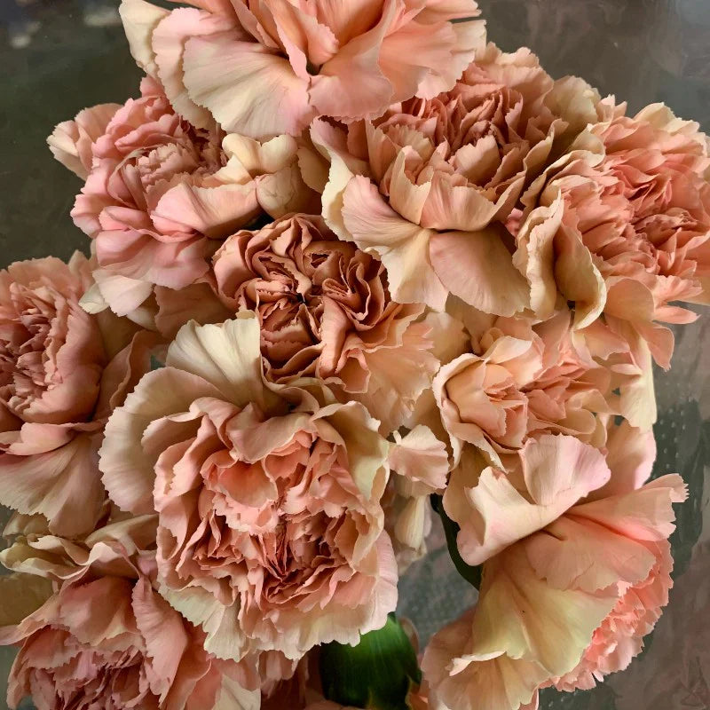 Brown Carnation Flower seeds for Planting Hardy Variety Heirloom & GMO Free Seeds for Home Garden