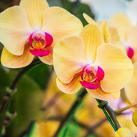 Yellow Butterfly Orchid Flower seeds for Planting - Premium Quality, Heirloom & GMO Free Seeds for Home Garden
