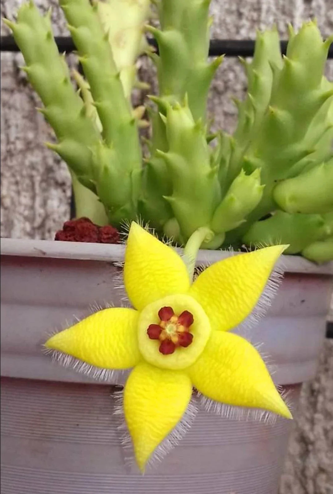 Stapelia Flower seeds for Planting Hardy Variety Heirloom & GMO Free Seeds for Home Garden