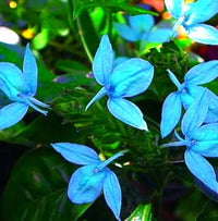 Ecbolium Viride Flower Seeds for Planting