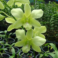 Green Dendrobium Flower seeds for Planting - Drought Tolerant, Heirloom & GMO Free Seeds for Home Garden