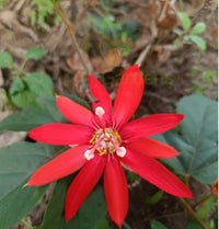 Passi Coccinea Flower seeds for Planting - Wildflower Mix, Heirloom & GMO Free Seeds for Home Garden