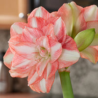Heirloom Hippeastrum Rutilum Flower seeds for Planting Colorful Display Heirloom & GMO Free Seeds for Home Garden