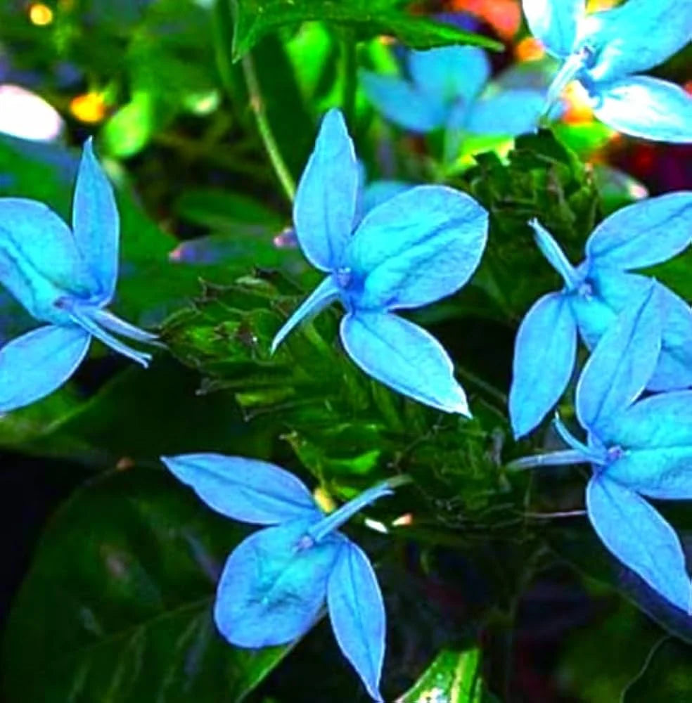 Blue Ecbolium Viride Flower seeds for Planting Seasonal Bloomer Heirloom & GMO Free Seeds for Home Garden 
 
 Sale