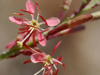 Oenothera Suffrutescens Flower Seeds  Evening Primrose Planting Seeds for Vibrant Garden Blooms