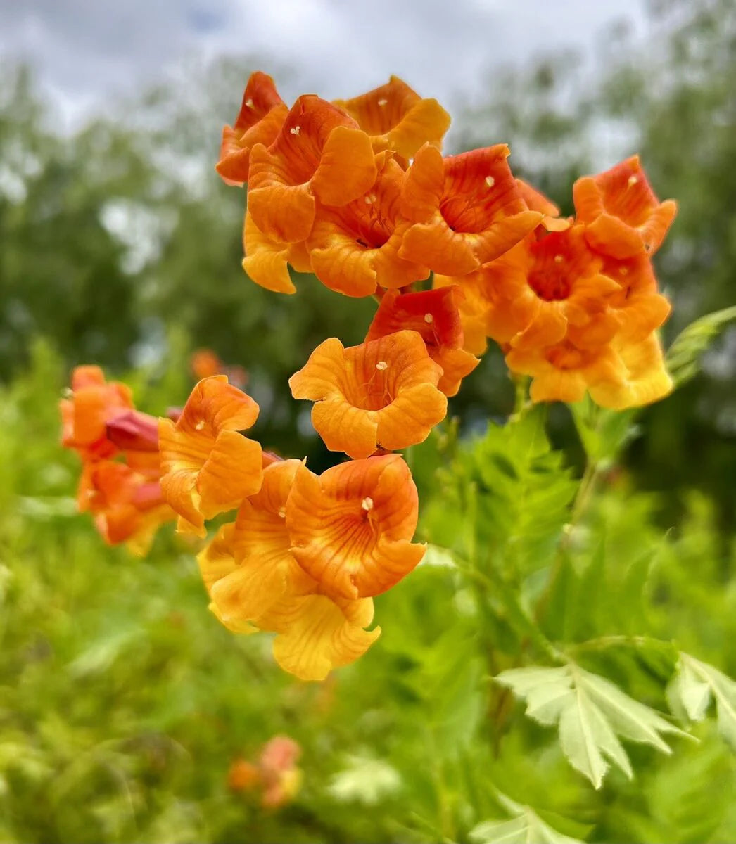 Orange Tecoma Jubilee Flower seeds for Planting Sun Loving Heirloom & GMO Free Seeds for Home Garden 
 
 Sale