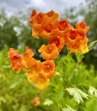 Orange Tecoma Jubilee Flower seeds for Planting Sun Loving Heirloom & GMO Free Seeds for Home Garden 
 
 Sale