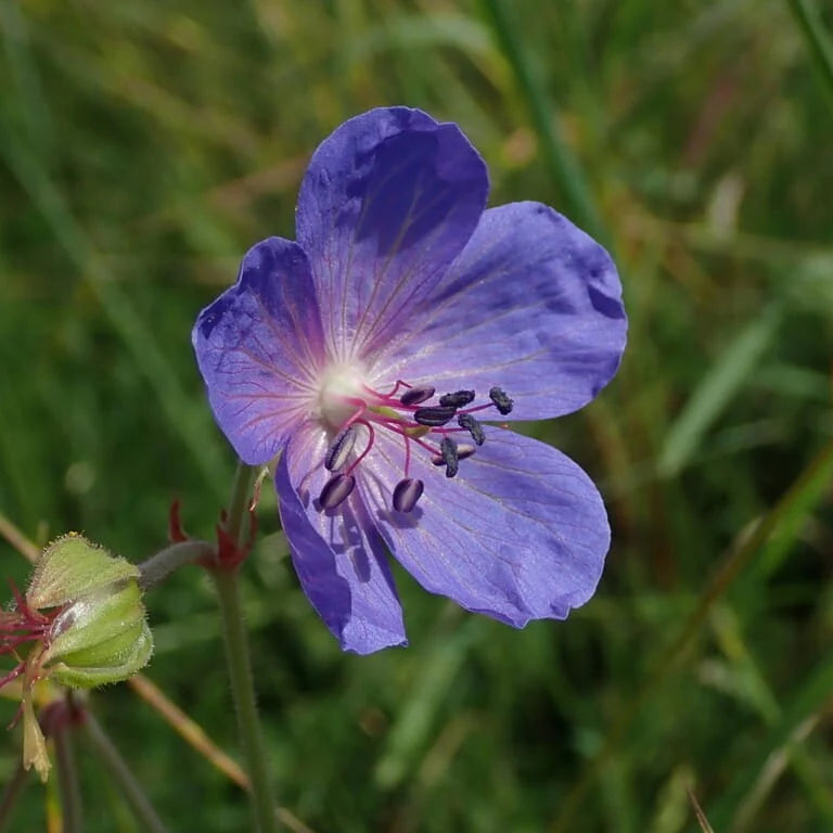Geranium Pratense Flower seeds for Planting Premium Quality Heirloom & GMO Free Seeds for Home Garden