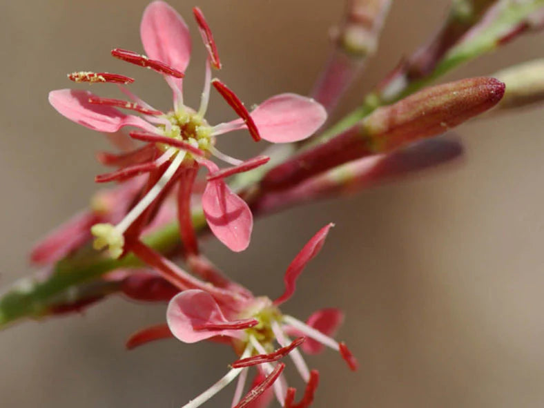 Oenothera Suffrutescens Seeds for Vibrant Garden Planting
