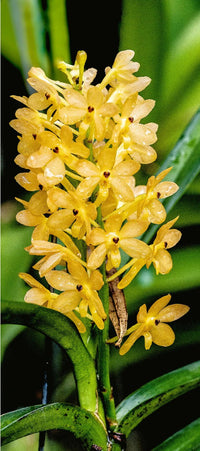 Light Yellow Ascocentrum Flower seeds for Planting - Hardy Variety, Heirloom & GMO Free Seeds for Home Garden