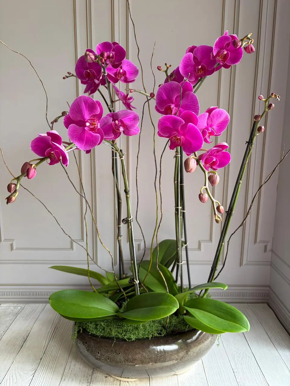 Purple Phalaenopsis Orchid Flower Seeds for Planting Compact Growth Heirloom & GMO Free Seeds for Home Garden
 
 Sale