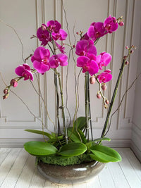 Purple Phalaenopsis Orchid Flower Seeds for Planting Compact Growth Heirloom & GMO Free Seeds for Home Garden
 
 Sale