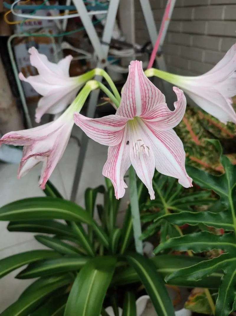 Pink Hippeastrum Rutilum Flower seeds for Planting - Sun Loving, Heirloom & GMO Free Seeds for Home Garden