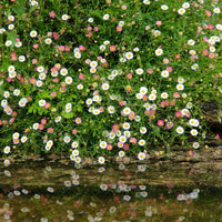 Santa Barbara Flower seeds for Planting, Garden Favorite Heirloom & GMO Free Seeds for Home Garden