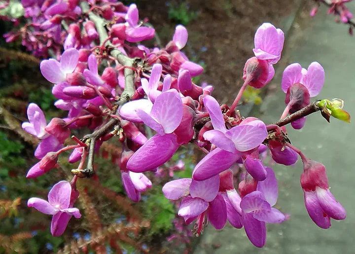 Pink Cercis Flower seeds for Planting Easy to Grow Heirloom & GMO Free Seeds for Home Garden 
 
 Sale