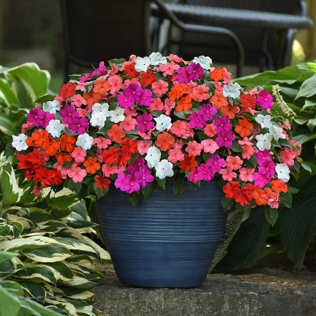 Lizzie Flower seeds for Planting - Wildflower Mix, Heirloom & GMO Free Seeds for Home Garden