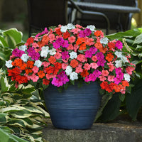 Lizzie Flower seeds for Planting - Wildflower Mix, Heirloom & GMO Free Seeds for Home Garden
