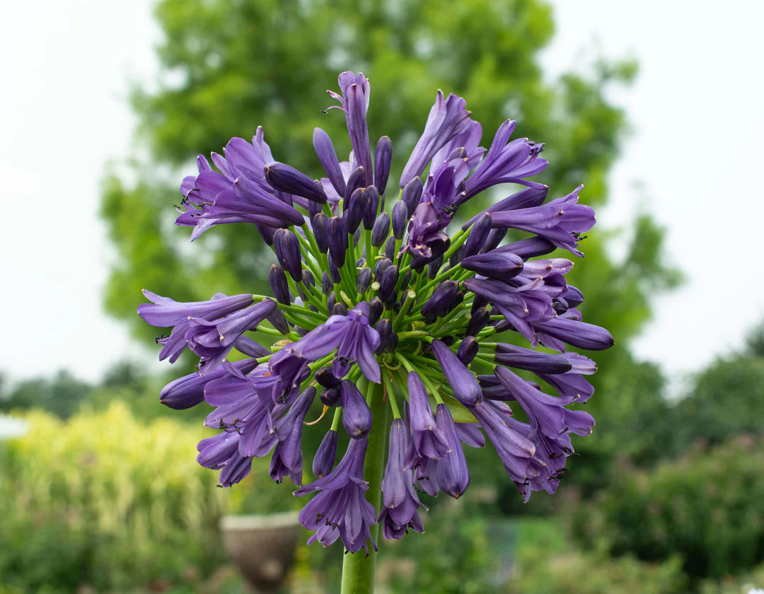 Violet Agapanthus Flower seeds for Planting Hardy Variety Heirloom & GMO Free Seeds for Home Garden 
 
 Sale