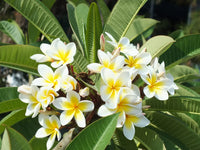 Yellow White Frangipani Flower seeds for Planting Premium Quality Heirloom & GMO Free Seeds for Home Garden 
 
 Sale