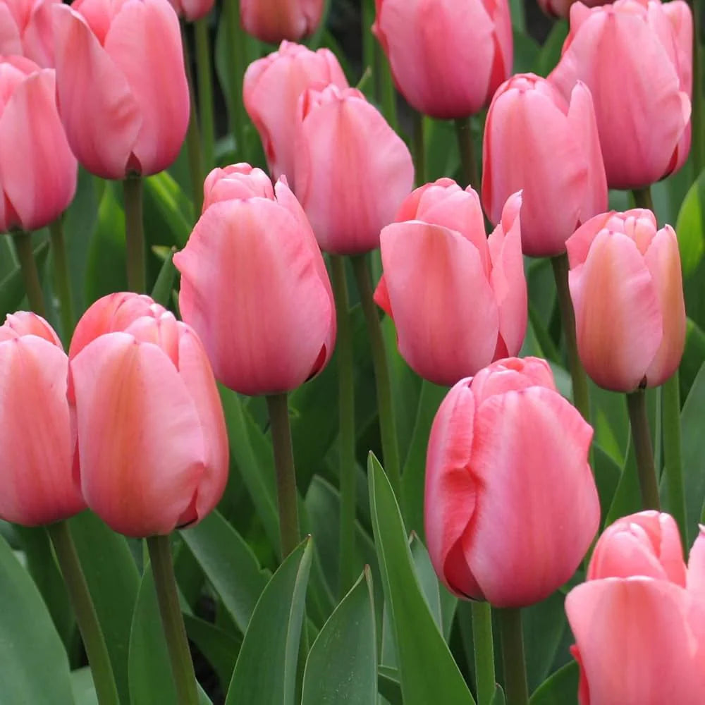 Tulip Flower seeds for Planting Pollinator Friendly Heirloom & GMO Free Seeds for Home Garden