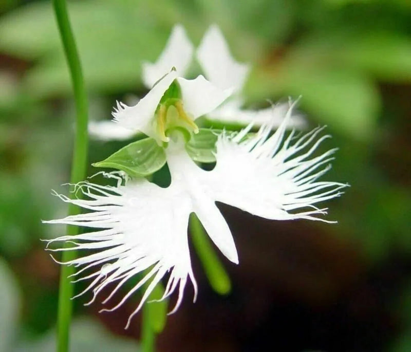 Heirloom Radiata Flower seeds for Planting Premium Quality Heirloom & GMO Free Seeds for Home Garden