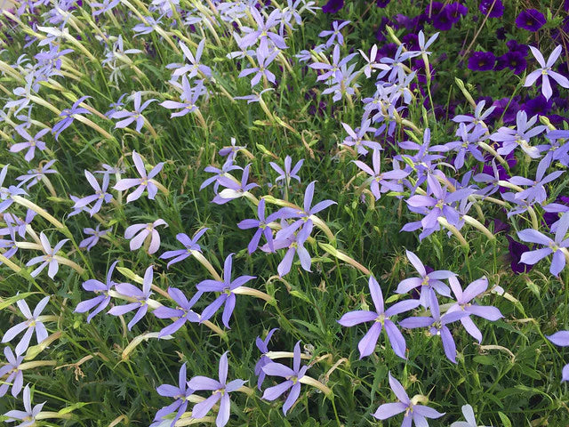 Blue Laurentia Flower seeds for Planting - Vibrant Colors, Heirloom & GMO Free Seeds for Home Garden