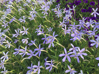 Blue Laurentia Flower seeds for Planting - Vibrant Colors, Heirloom & GMO Free Seeds for Home Garden