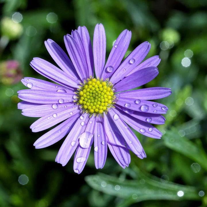 Blue Iberidifolia Flower seeds for Planting Sun Loving Heirloom & GMO Free Seeds for Home Garden 
 
 Sale