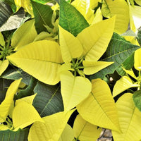Light Yellow Poinsettia Flower seeds for Planting - Pollinator Friendly, Heirloom & GMO Free Seeds for Home Garden