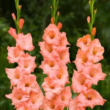 Pink Gladiolus Hybridus Flower seeds for Planting - Hardy Variety, Heirloom & GMO Free Seeds for Home Garden