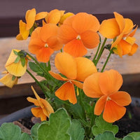 Wittrockiana Flower seeds for Planting Sun Loving Heirloom & GMO Free Seeds for Home Garden 
 
 Sale