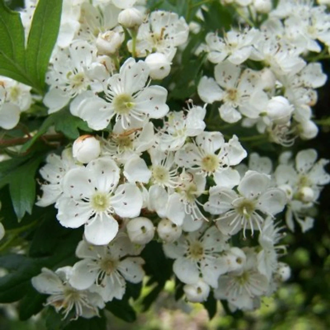 Monogyna Flower seeds for Planting - Cottage Garden Essential, Heirloom & GMO Free Seeds for Home Garden