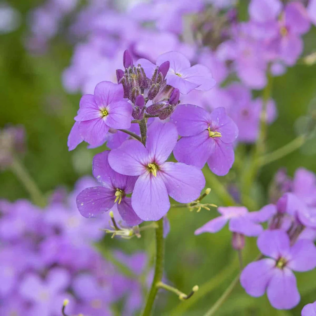 Violet Linifolium Flower Seeds  Perfect for Planting & Growing