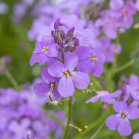 Violet Linifolium Flower Seeds  Perfect for Planting & Growing