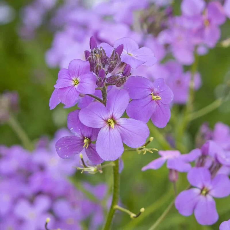 Violet Linifolium Flower Seeds  Perfect for Planting & Growing