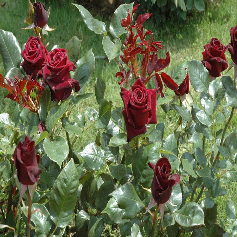 Maroon Rose Flower seeds for Planting Hardy Variety Heirloom & GMO Free Seeds for Home Garden