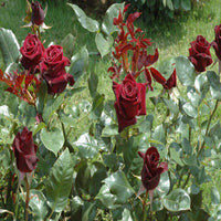 Maroon Rose Flower seeds for Planting Hardy Variety Heirloom & GMO Free Seeds for Home Garden