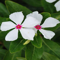 White Vinca Rosea Flower seeds for Planting - Hardy Variety, Heirloom & GMO Free Seeds for Home Garden