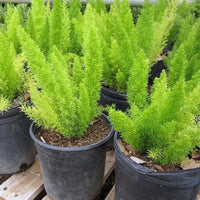 Beautifull Asparagus Meyeri Foxtail Fern Flower seeds for Planting - Hardy Variety, Heirloom & GMO Free Seeds for Home Garden