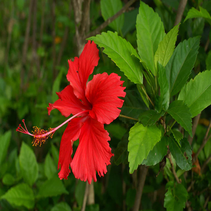 Red Hibiscus Flower seeds for Planting Vibrant Colors Heirloom & GMO Free Seeds for Home Garden
 
 Sale