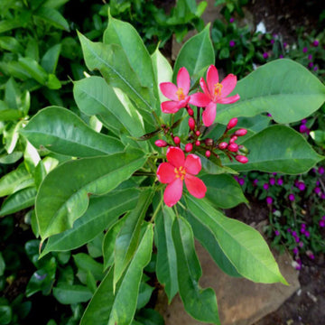Jatropha Flower seeds for Planting - Colorful Display, Heirloom & GMO Free Seeds for Home Garden