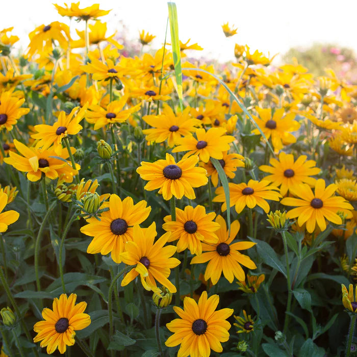 Yellow Rudbeckia Triloba Flower seeds for Planting - Long Bloom Season, Heirloom & GMO Free Seeds for Home Garden
