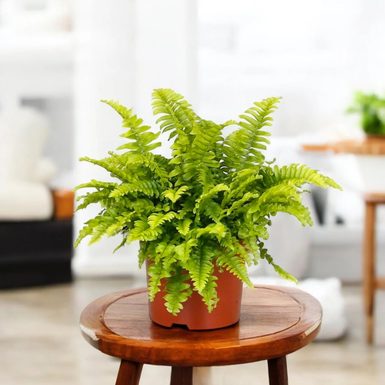 Fern Herb seeds for Planting - Long Bloom Season, Heirloom & GMO Free Seeds for Home Garden